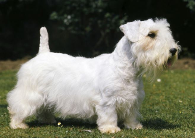 Short legs dogs picture of Sealyham Terrier Puppy
