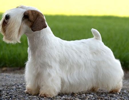 Unique looking dog picture of Sealyham Terrier with long
