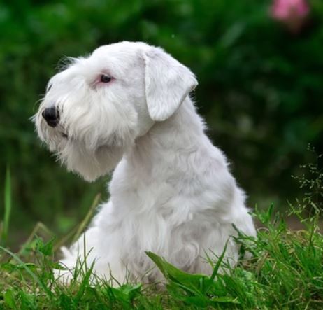 White Sealyham Terrier dog
