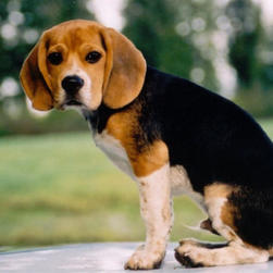 beagle_big pup.jpg
