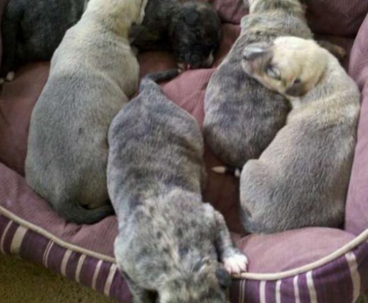 Cream and light grey Irish Wolfhound puppies pictures.PNG
