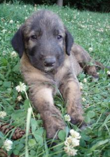 Cute dog picture of Irish Wolfhound puppy laying on the grass.PNG
