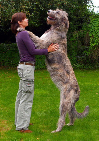 Giant dog picture of Irish Wolfhound dog.PNG
