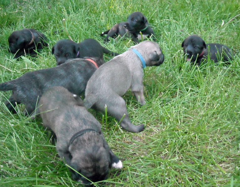 Grey black Irish Wolfhound puppies playing on the grass.PNG
