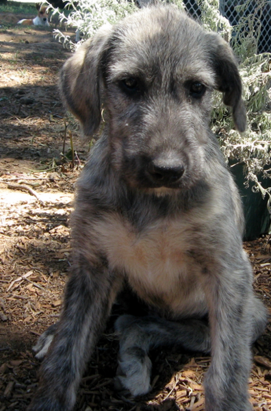 Grey Irish Wolfhound puppy image.PNG
