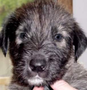 Irish Wolfhound puppy face pictures.PNG
