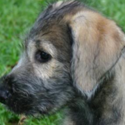 Irish Wolfhound puppy_dog face picture on the side.PNG
