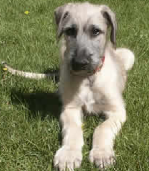 Light color Irish Wolfhound puppy laying on the grass.PNG
