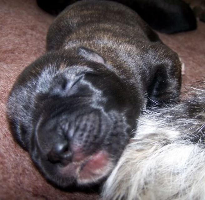 Newborn Irish Wolfhound puppy in deep sleep.PNG
