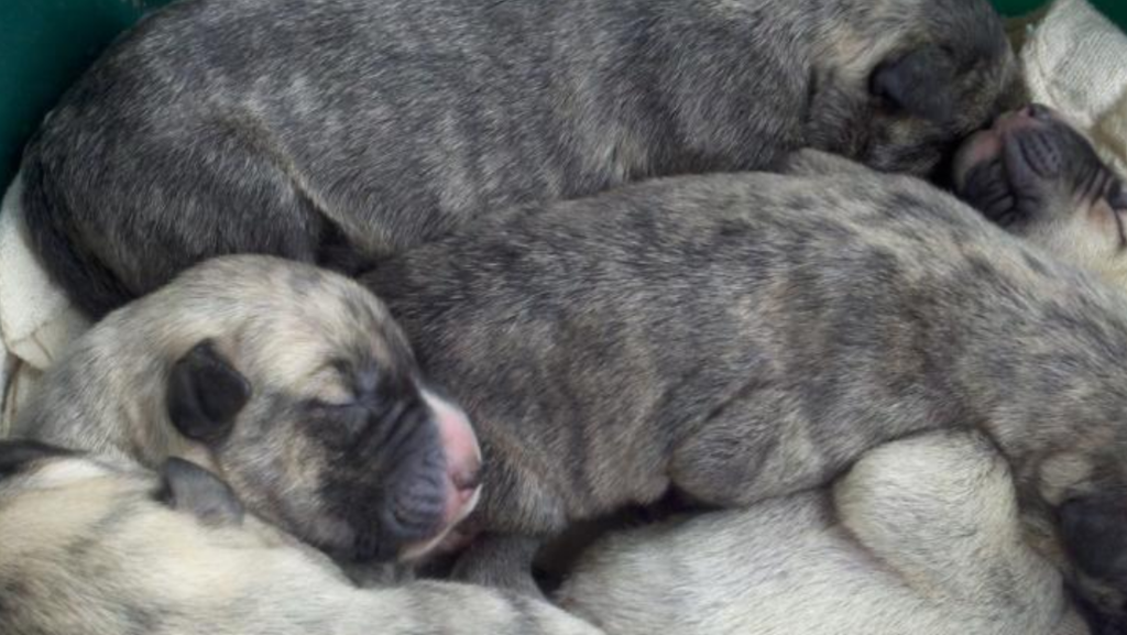 Pictures of newborn dogs_Irish Wolfhound breeders.PNG

