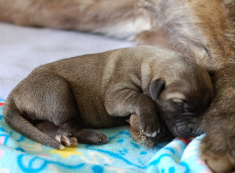 Young Irish Wolfhound puppy in tan color sleeping next to its mommy.PNG
