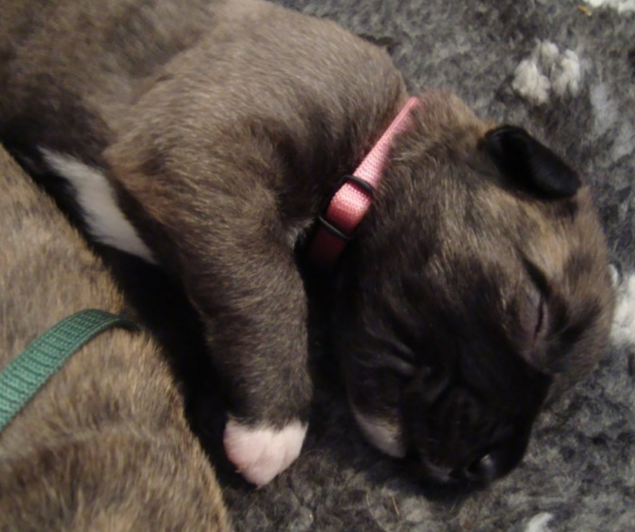 Young Irish Wolfhound puppy picture in its deep sleep.PNG
