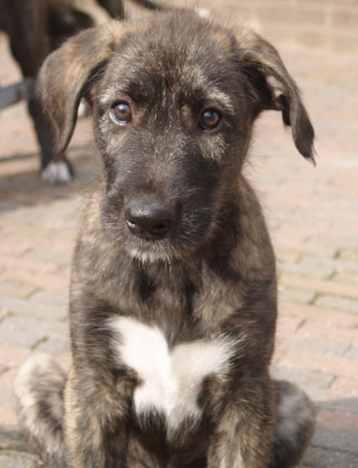 Beautiful dog pictures_Irish Wolfhound puppy.PNG
