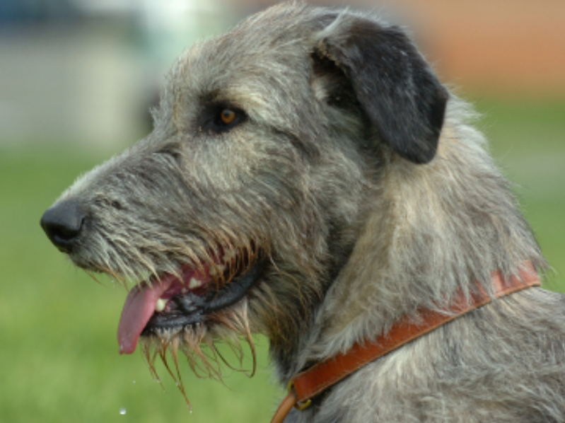 Big dog pictures of Irish Wolfhound puppy.PNG
