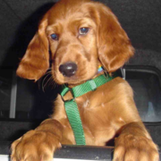 Cute dog photo of Irish Setter pup.PNG
