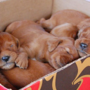 Cute puppies photo of Irish Setter breed.PNG
