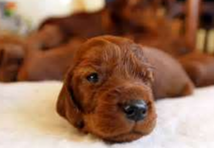 Cute puppy image of Irish Setter dog in tan.PNG
