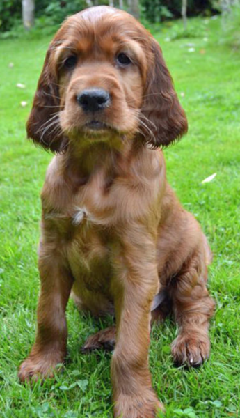 Cute puppy pictures of Irish Setter dog.PNG
