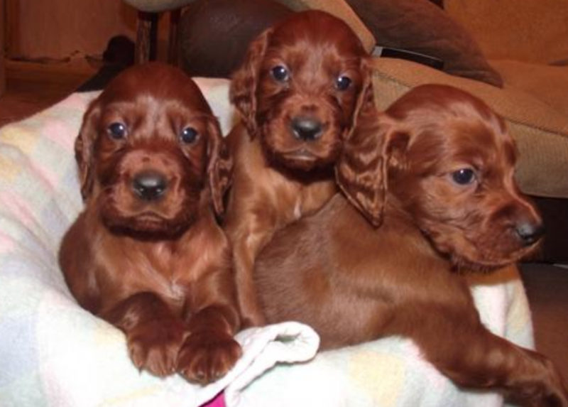 Irish Setter breeders pictures.PNG
