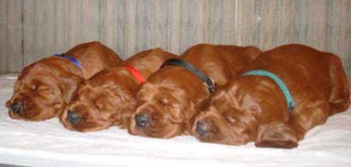 Irish Setter breeds picture.PNG
