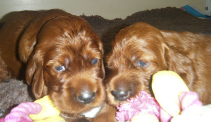 Irish Setter Puppies picture.PNG
