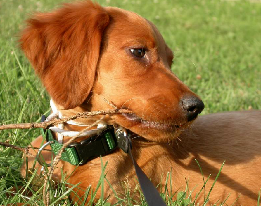 Irish Setter Puppy lies on the grass biting on a branch.PNG
