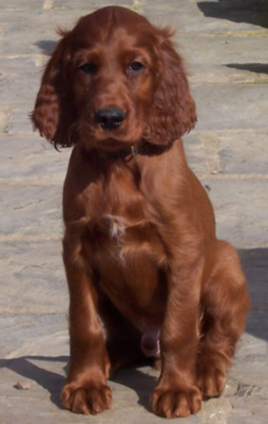 Irish Setter Puppy picture.PNG
