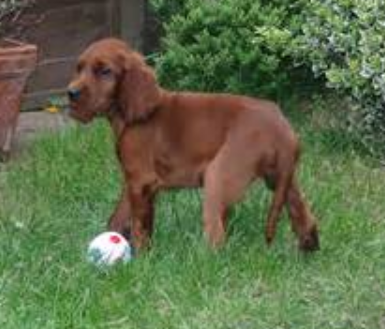 Irish Setter Puppy playing ball on the grass.PNG
