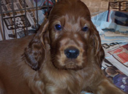 Irish Setter Puppy sad face picture.PNG
