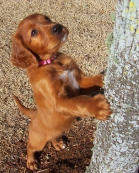 Irish Setter Puppy standing tall against the tree.PNG

