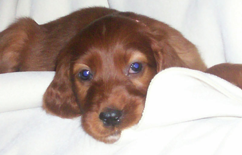 Irish Setter Puppy with blue eyes.PNG
