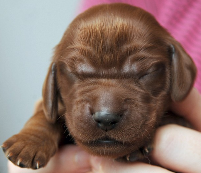 Newborn Irish Setter Pup with eyes closed.PNG
