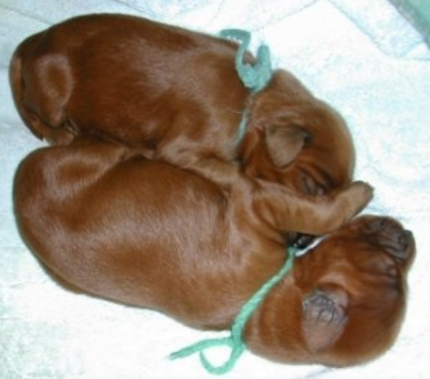 Newborn Irish Setter Puppies photo.PNG
