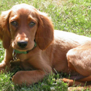 Tan mixed Irish Setter Puppy on the grass.PNG
