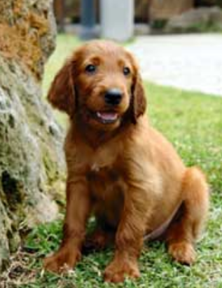 Tan young Irish Setter puppy standing on the grass next to a tree.PNG
