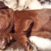 Very young Irish setter puppy in its deep sleep.PNG
