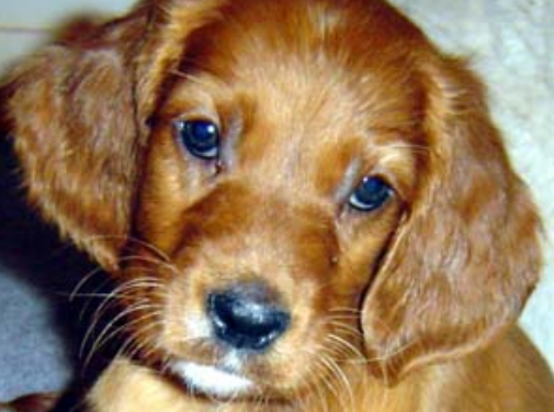 Close up picture of Irish setter puppy in tan.PNG
