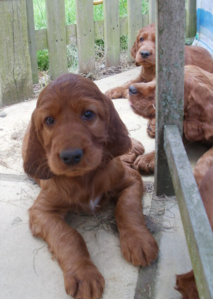 Tan with long ears Irish setter dogs picture.PNG

