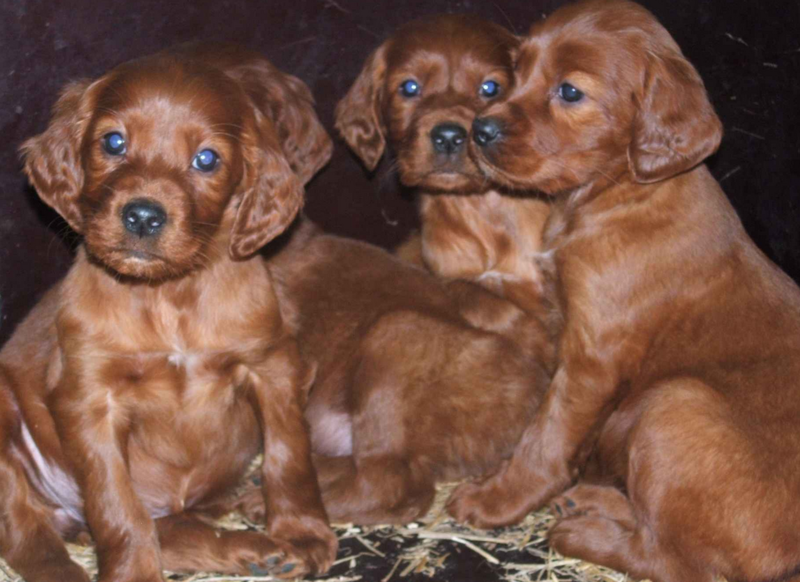 Dog group picture of Irish setter puppies.PNG
