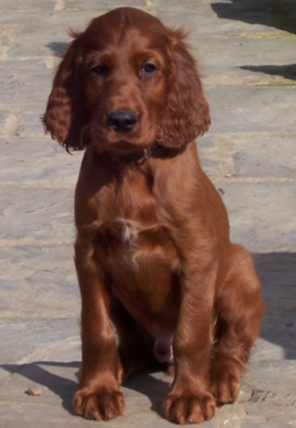 Picture of young Irish setter dog picgture.PNG
