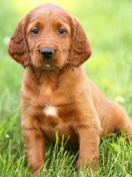 Cute pup picture of Irish setter dog standing on the grass.PNG
