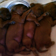 Irish setter newborn puppies in their deep sleep.PNG
