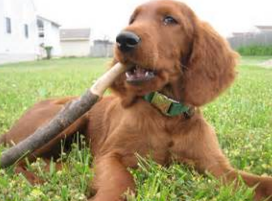 Tan colored dog Irish setter puppy biting on the branch lieing on the grass.PNG
