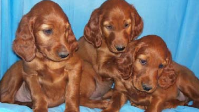 Irish Setter breeds in tan with long ears standing group posting for cute dog photo shot.PNG
