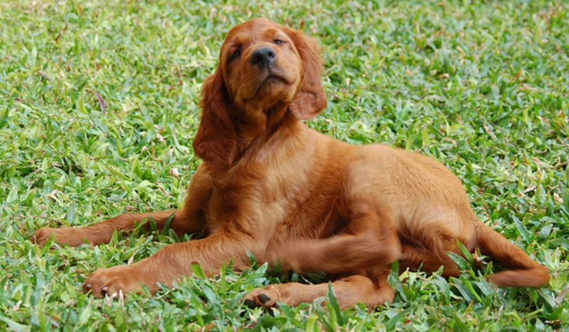Irish Setter dog taking sun bath on the grass looking so proud and cute.PNG
