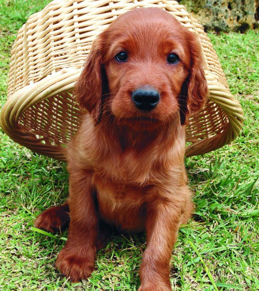 Irish Setter Puppy playing in the backyard having a backet on its back.PNG
