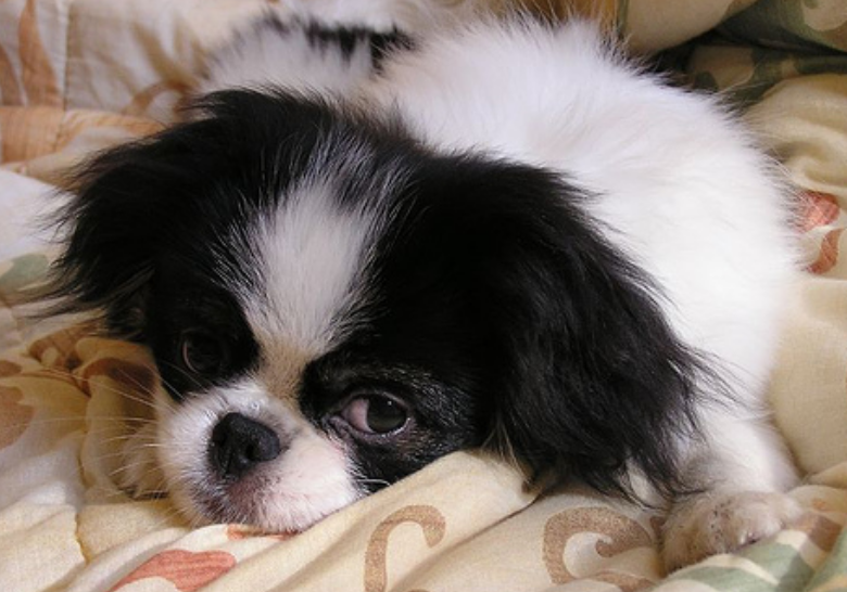 White black Japanese chin dog chilling out on the bed.PNG
