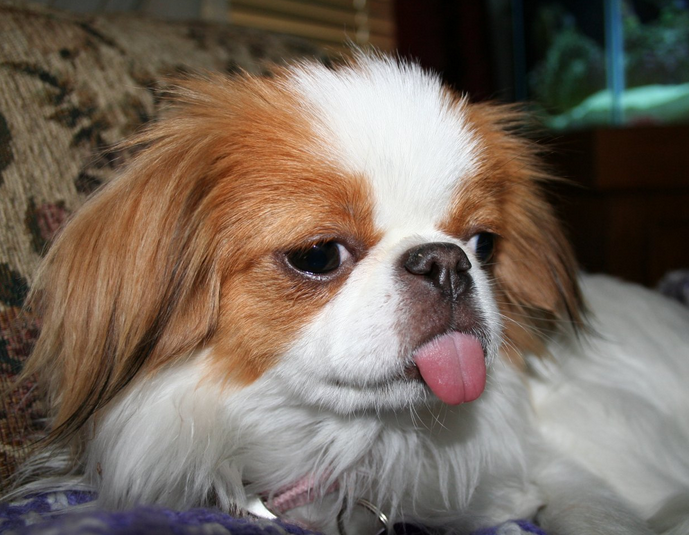 White with tan patterns Japanese Chin puppy picture.PNG
