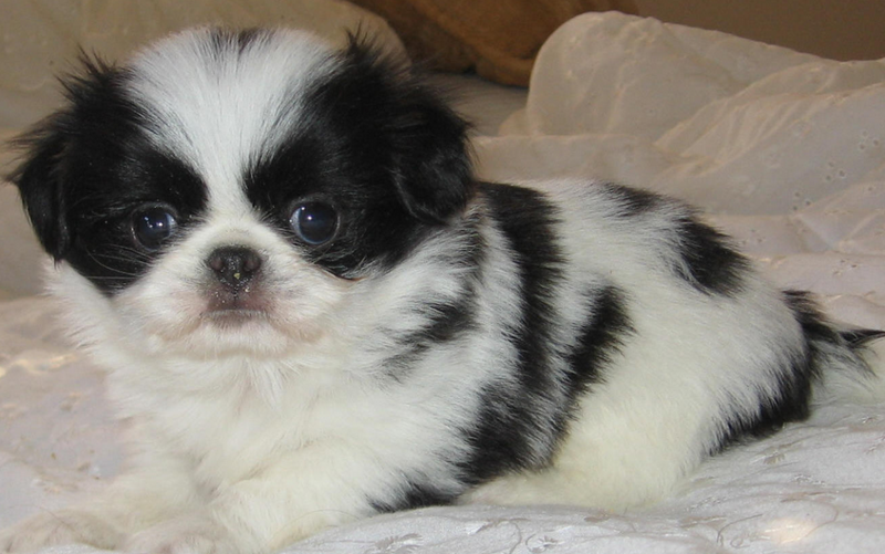 Young white black Japanese chin puppy photos.PNG
