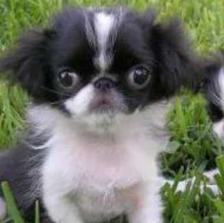 Big eyes dogs picture of Japanese Chin in white black.PNG
